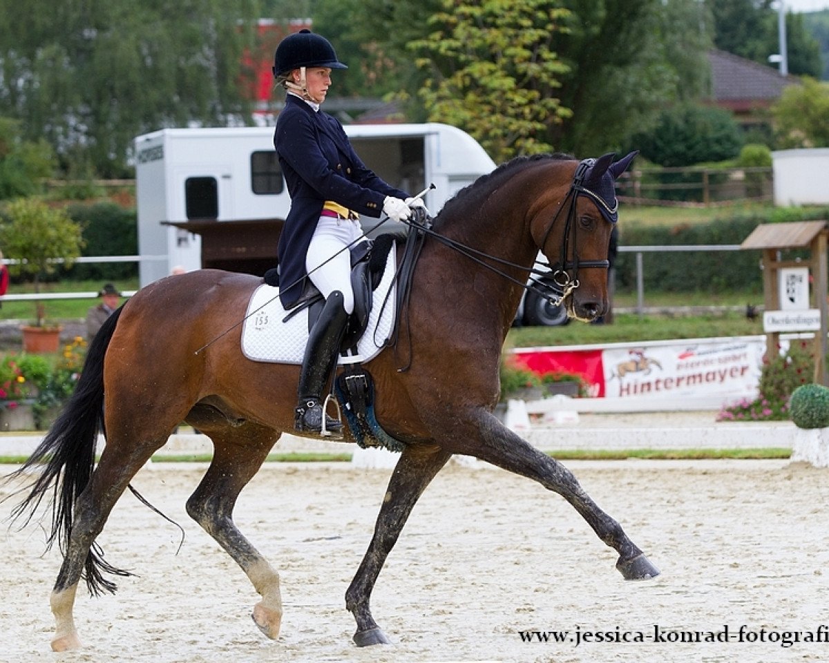 dressage horse Harkon 3 (Oldenburg, 2002, from Harvard)