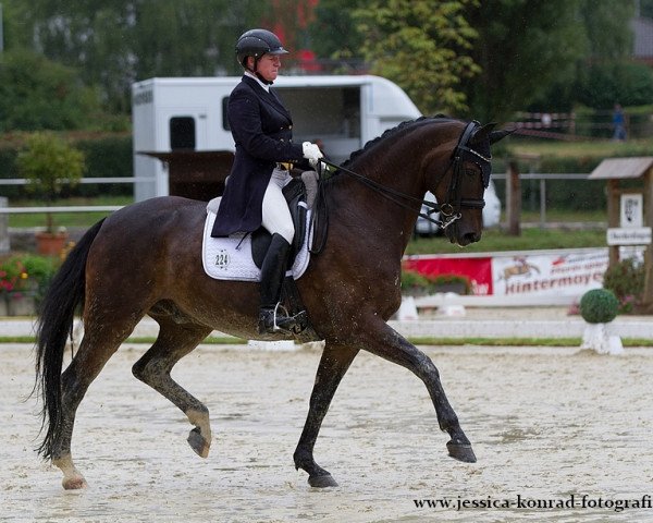 dressage horse Rossini (Hessian Warmblood, 2003, from Rubioso N)