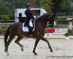 dressage horse Rossini (Hessian Warmblood, 2003, from Rubioso N)