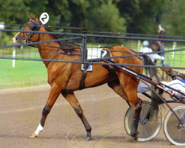 Deckhengst Virgill Boko (NL) (Traber, 2003, von Express Ride B-4323 (US))