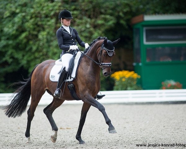 Dressurpferd DSP Superdry (Bayer, 2009, von Sunny de Hus)