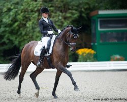 dressage horse DSP Superdry (Bavarian, 2009, from Sunny de Hus)