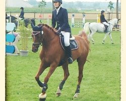 Springpferd Lauries Red (Hannoveraner, 2006, von Lauries Crusador xx)