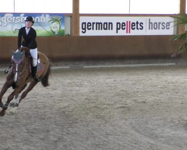 Reitturnier Dettingen 2020