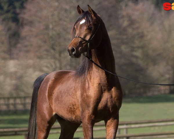 horse Mandor al Amryan (Arabian purebred, 2014, from Al Amryan)