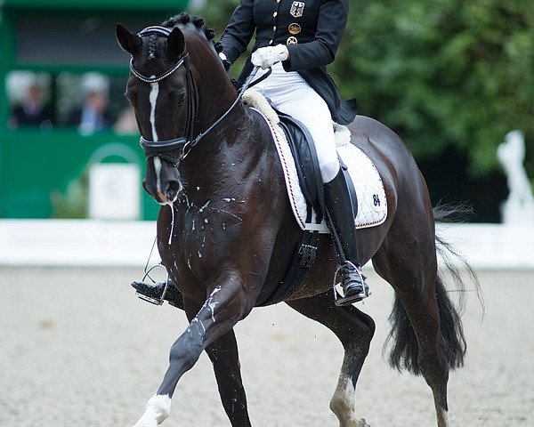 stallion Briatore 3 (Hanoverian, 2009, from Benetton Dream FRH 1301)