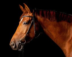 broodmare Fortuna-Fee (German Warmblood, 2008, from Sixtus)