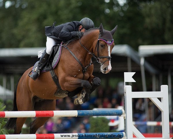 Deckhengst Contadur (Oldenburger Springpferd, 2008, von Conteros)