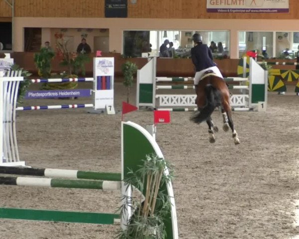 Reitturnier Dettingen 2020