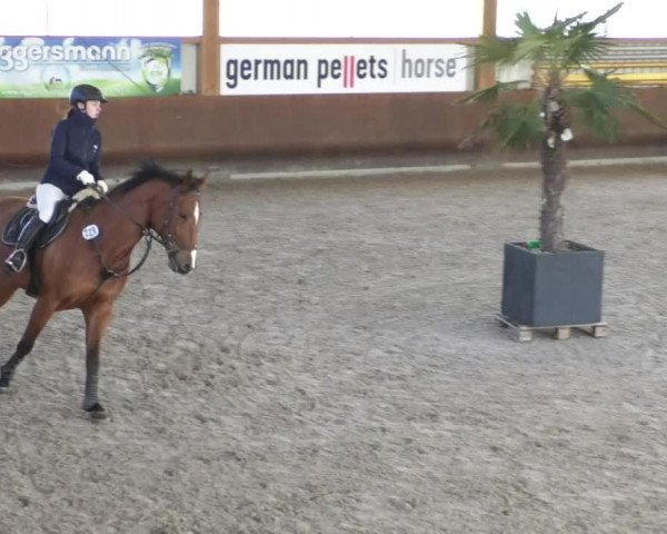 Reitturnier Dettingen 2020