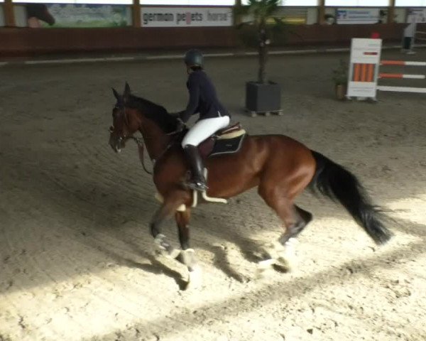 Reitturnier Dettingen 2020