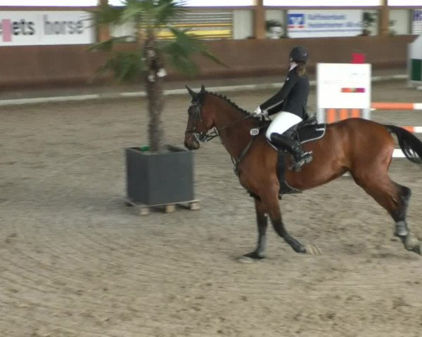 Reitturnier Dettingen 2020