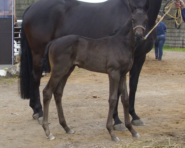 horse Hengst v. Fürst Wilhelm / Dressage Royal (Oldenburg, 2015, from Fürst Wilhelm)