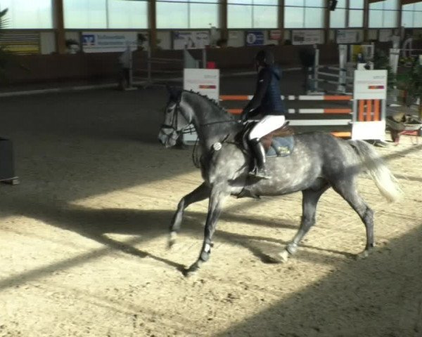Reitturnier Dettingen 2020