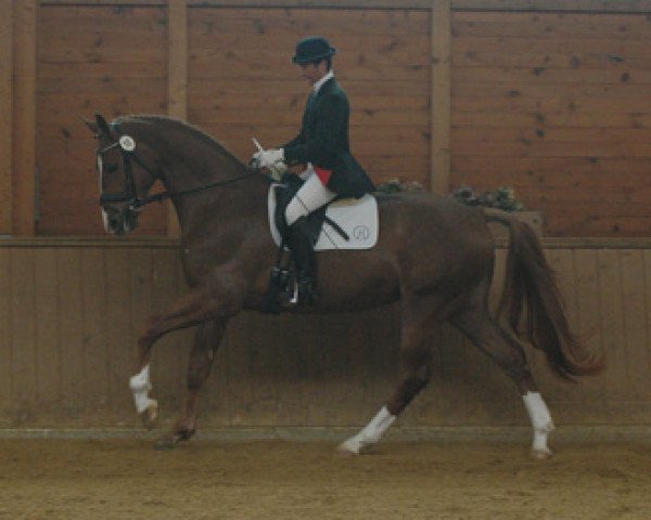 horse Denver B 3 (Hessian Warmblood, 2002, from D-Online)