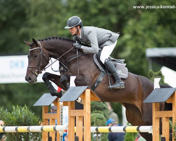 broodmare Coconut Chocolate (Westphalian, 2010, from Cornado NRW)