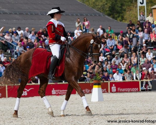 Deckhengst Demetrius (Hannoveraner, 2008, von Don Schufro)