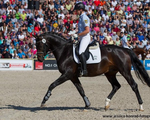 horse Fire and Ice 28 (Württemberger, 2012, from Fidertanz)