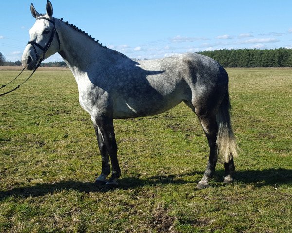 broodmare Bella Costa (Holsteiner, 2008, from Cantanis)