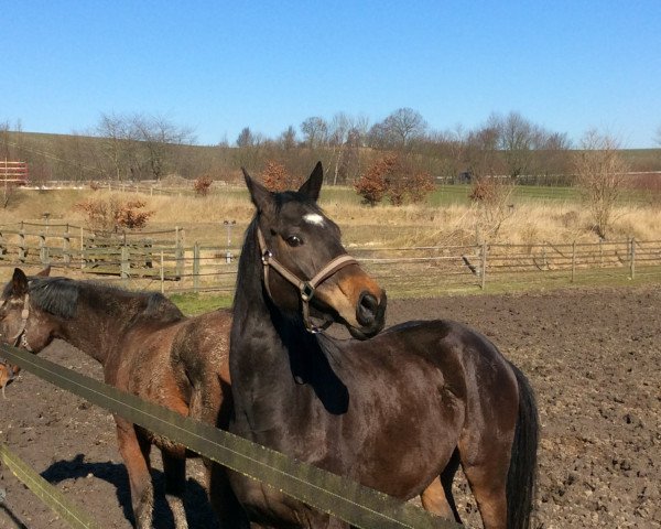 Springpferd Born to jump GH (Holsteiner, 2009, von Hosco) Springpferd Born to jump GH (Holsteiner, 2009, von Hosco)
