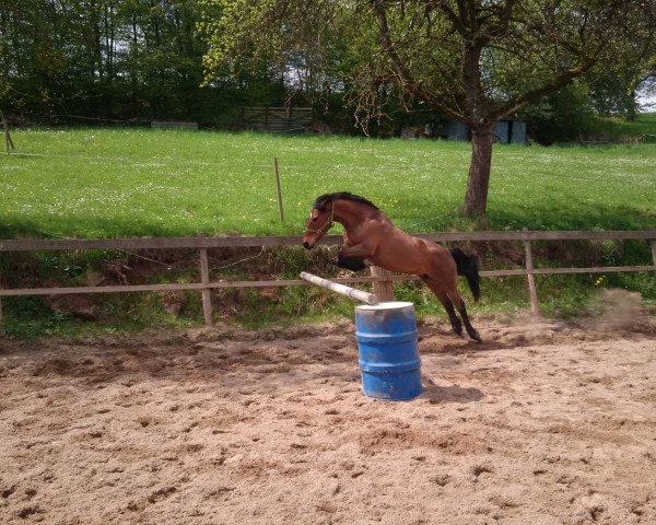 jumper Janina 38 (German Riding Pony, 2004, from Bodo)