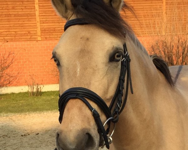 dressage horse Callie my Girl (German Riding Pony, 2010, from NK Cyrill)