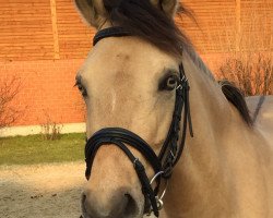Dressurpferd Callie my Girl (Deutsches Reitpony, 2010, von NK Cyrill)
