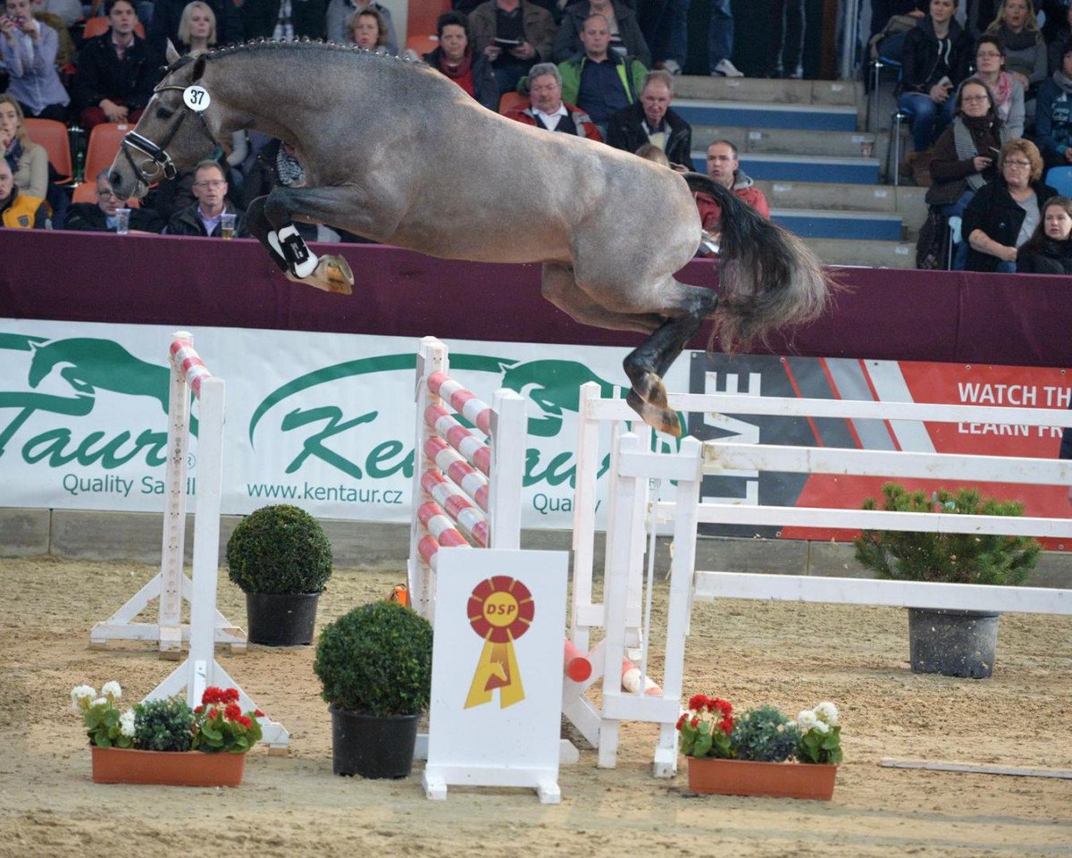 stallion El Amigo (Westphalian, 2013, from Eldorado van de Zeshoek)