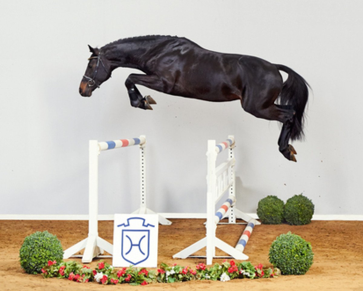 Deckhengst Diamar (Holsteiner, 2013, von Diarado)