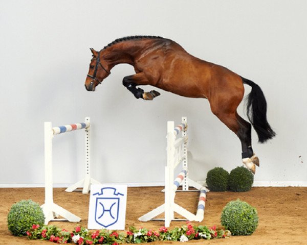 stallion Unikato (Holsteiner, 2013, from Untouchable)