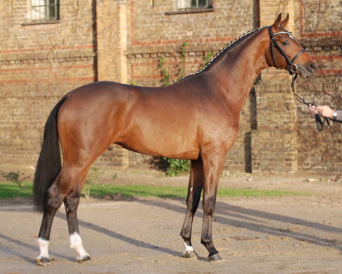stallion Simply the Best (Westphalian, 2013, from Sir Heinrich OLD)