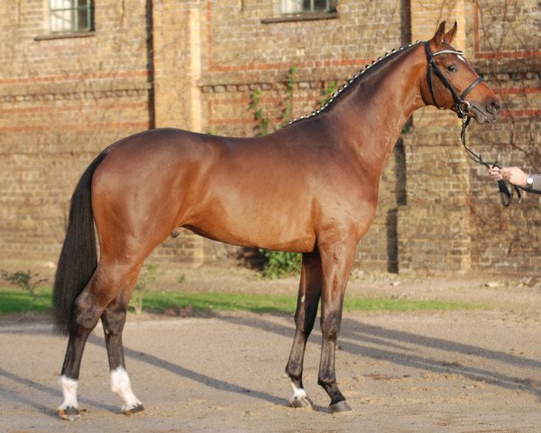 stallion Simply the Best (Westphalian, 2013, from Sir Heinrich OLD)