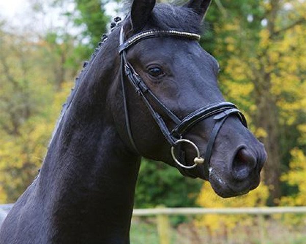 Deckhengst Silver Lining ZB (Hannoveraner, 2013, von Samson)