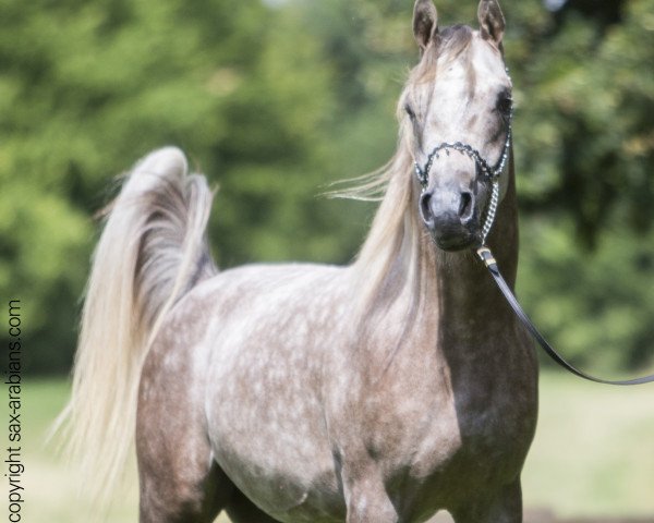 horse Justeem (Arabian purebred, 2013, from AL JUSTICE ox)