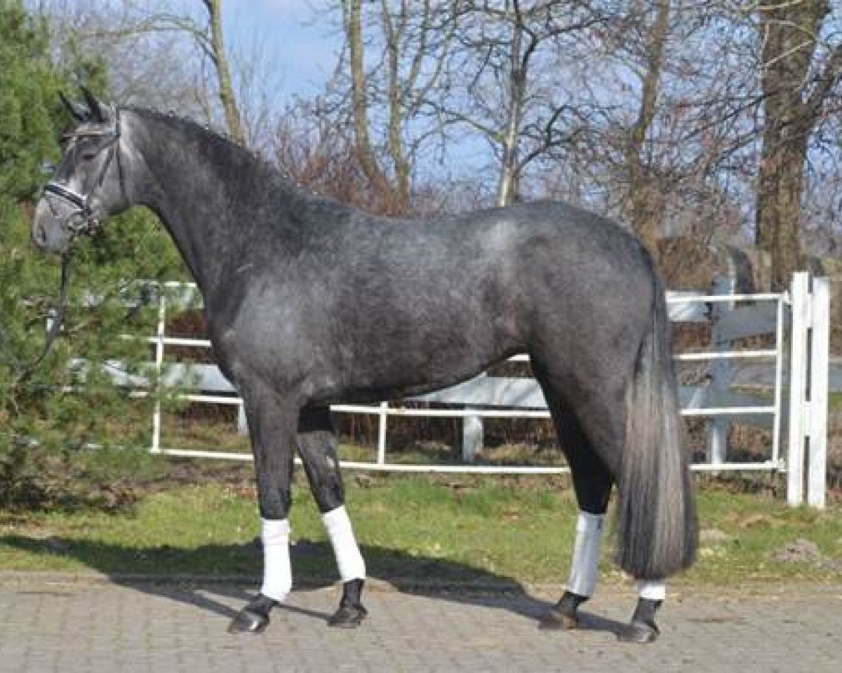 horse Quintessa (Hanoverian, 2012, from Quaterhall)
