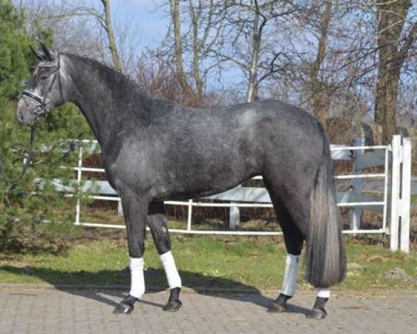 horse Quintessa (Hanoverian, 2012, from Quaterhall)