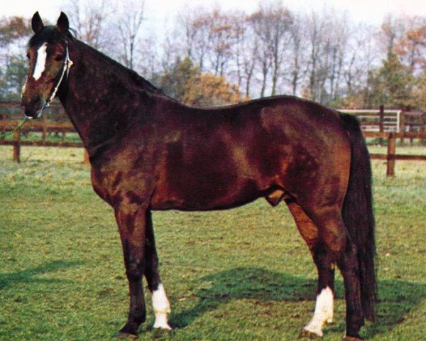 stallion Rising Wind (US) (American Trotter, 1971, from Tarport Devlin 1015F (US)) stallion Rising Wind (US) (American Trotter, 1971, from Tarport Devlin 1015F (US))