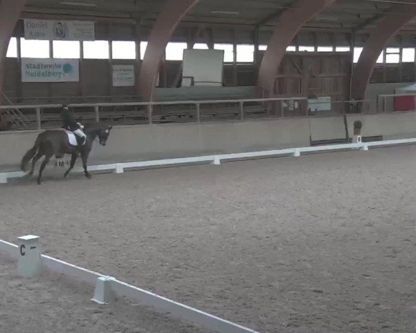 Reitturnier Heidelberg-Kirchheim 2020