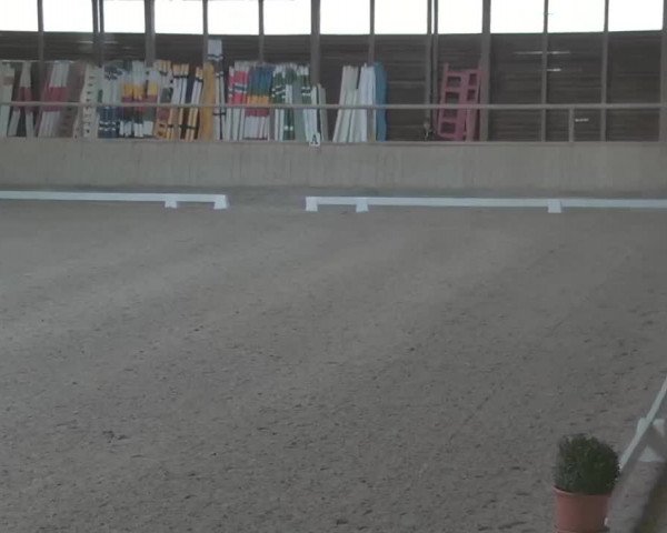 Reitturnier Heidelberg-Kirchheim 2020