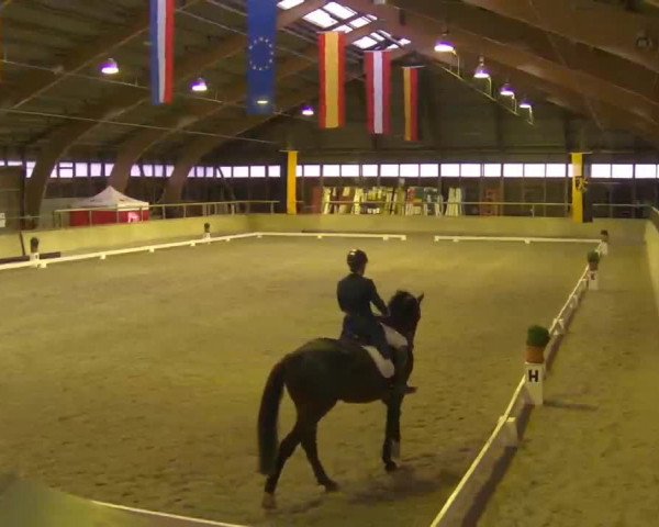 Reitturnier Heidelberg-Kirchheim 2020