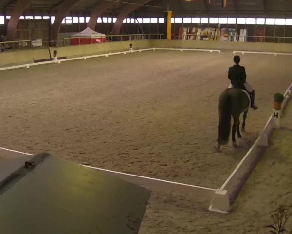 Reitturnier Heidelberg-Kirchheim 2020
