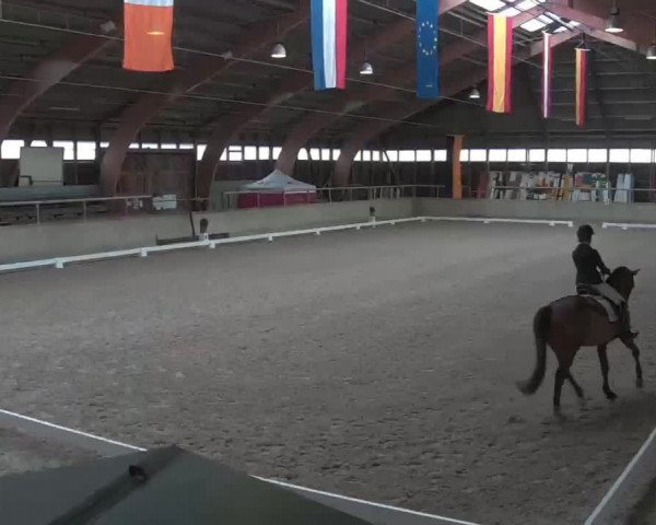 Reitturnier Heidelberg-Kirchheim 2020