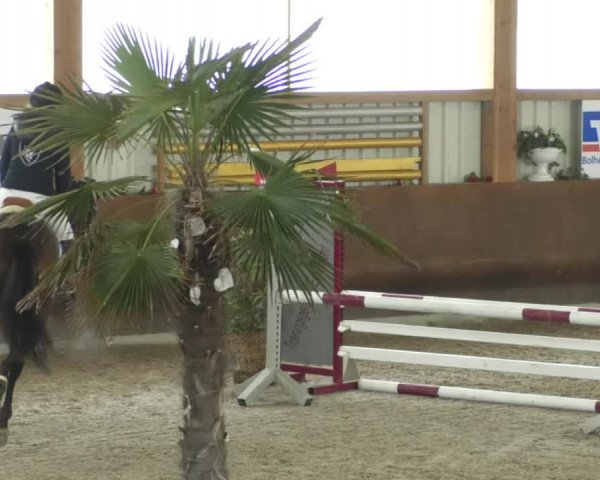 Reitturnier Dettingen 2020