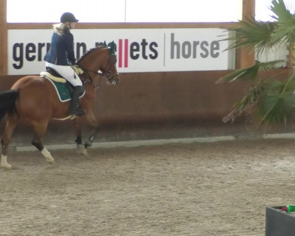 Reitturnier Dettingen 2020