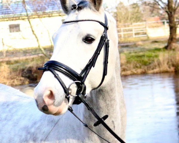 dressage horse The Best of Mobility (German Riding Pony, 2008, from The Braes My Mobility)