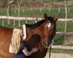 broodmare Dinka FH (Zangersheide riding horse, 2011, from Diarado)