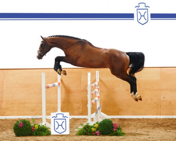 horse Levland (Holsteiner, 2012, from Levantos I)