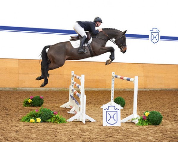 Pferd Dimaro (Holsteiner, 2011, von Diarado)