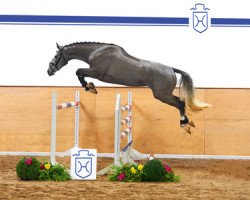 Pferd Caleesi (Holsteiner, 2012, von Connor 48)