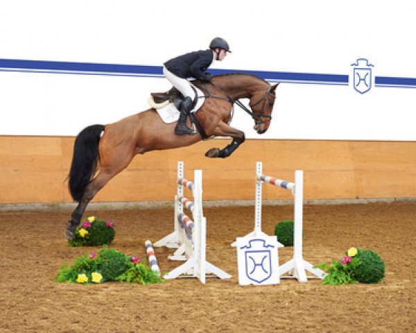 horse Chaquino (Holsteiner, 2011, from Connor 48)
